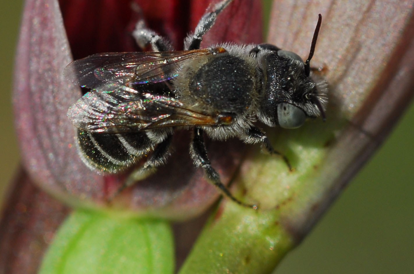 Apidae Megachilinae: cfr. Osmia sp.